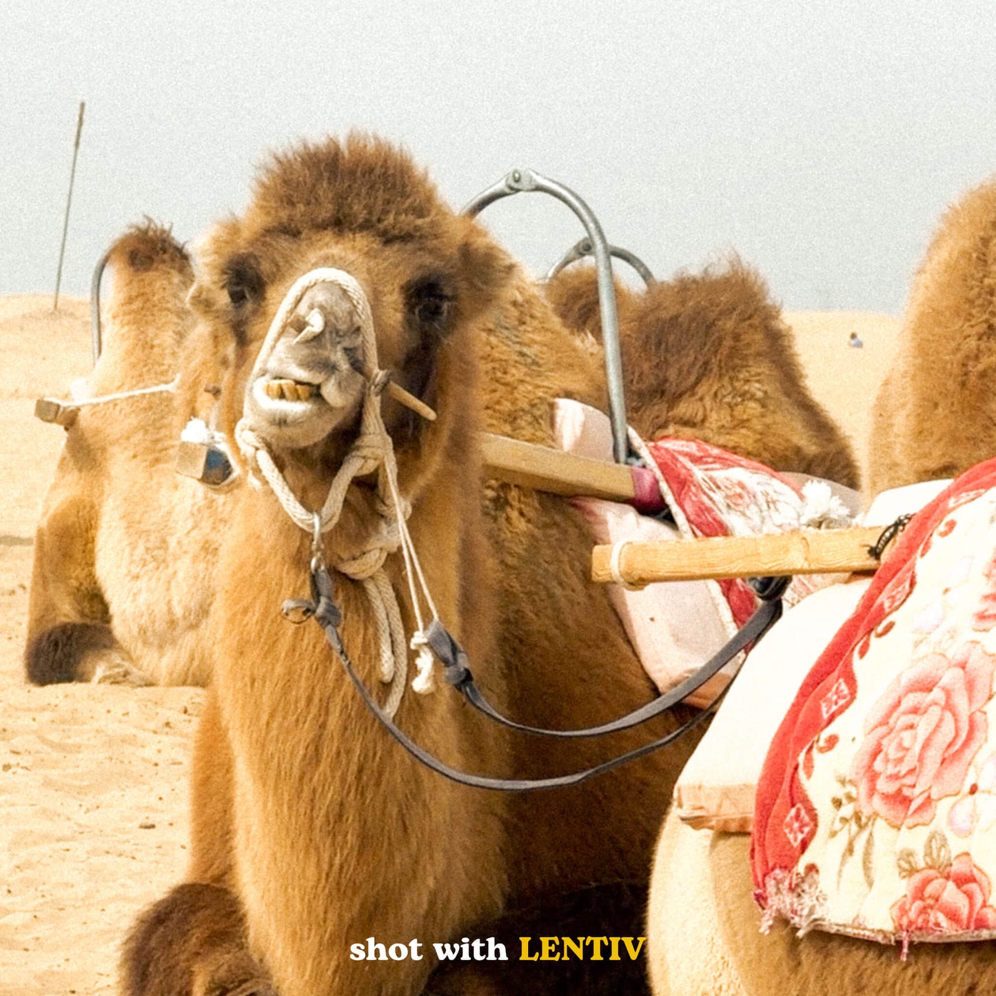 Vintage Blitz Einsteiger